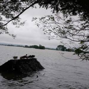 Monsoon rains impact