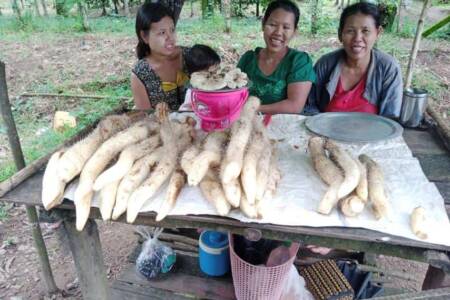 Cooking tree roots